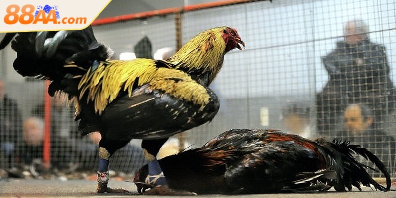 Đá gà cựa sắt - Luật chơi chi tiết người mới cần nắm rõ 2 Đá gà cựa sắt là hình thức thi đấu khi chiến kê được trang bị cựa kim loại sắc bén