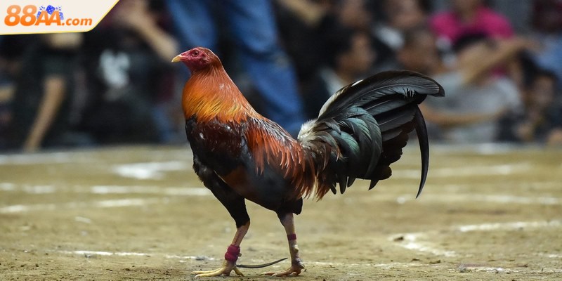 Đá gà Thomo - Đấu trường huyền thoại nổi tiếng Đông Nam Á 4 Gà Peru sức mạnh áp đảo nhờ thể hình lớn khiến đối thủ kiêng dè